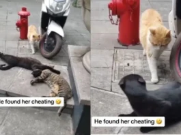 Animal Viral Video