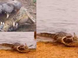 Animal Viral Video