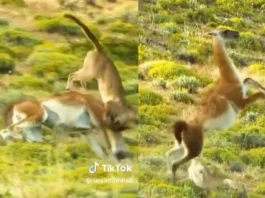 Animal Viral Video