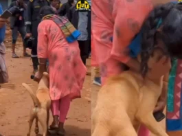 Animal Viral Video