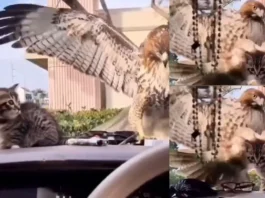 Animal Viral Video