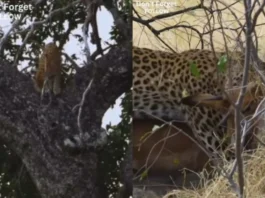 Animal Viral Video