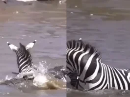 Animal Viral Video