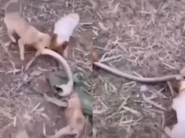Animal Viral Video