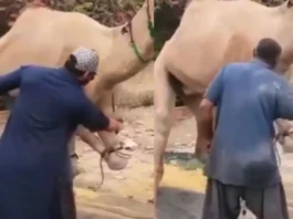 Viral Video
