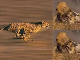 Animal Viral Video....