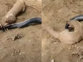 animal video