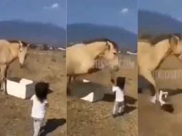animal viral video