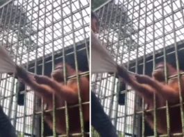 animal viral video