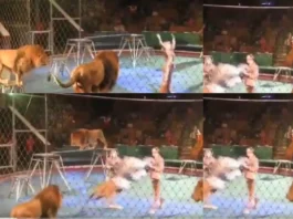 animal viral video