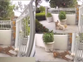 animal viral video