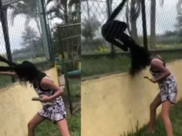 animal viral video