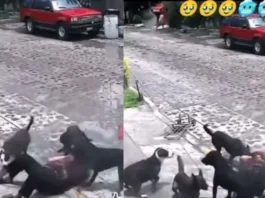 Viral Video