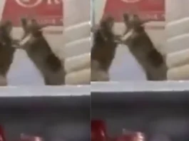 viral video rat