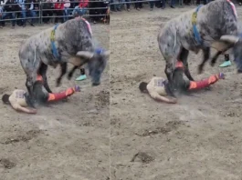 Animal Viral Video