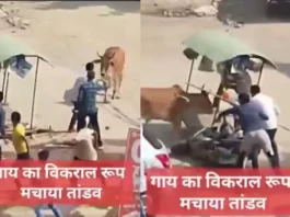 Animal Viral Video