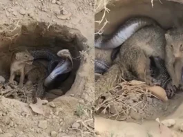 Animal Viral Video