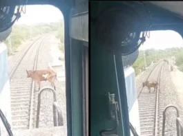 Animal Viral Video