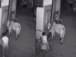 Animal Viral Video
