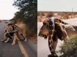 Animal Viral Video