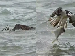Animal Viral Video