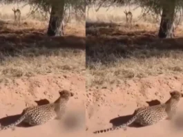 Animal Viral Video