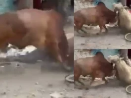 Animal Viral Video