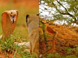 Animal Viral Video