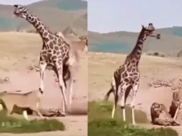 Animal Viral Video