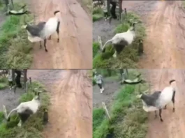 Animal Viral Video..