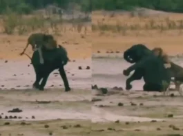 Animal Viral Video