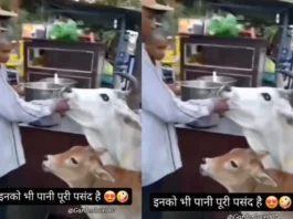 Animal Viral Video