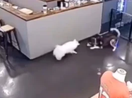 Animal Viral Video