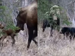 Animal Viral Video