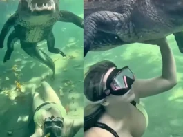 Animal Viral Video