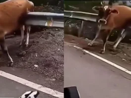 Animal Viral Video