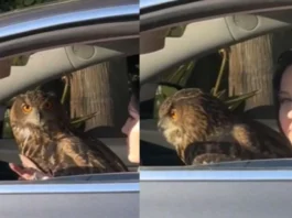 Animal Viral Video