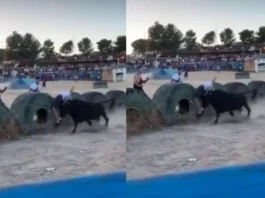 Animal Viral Video