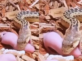 Animal Viral Video