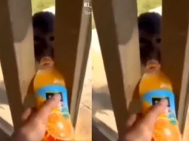Animal Viral Video