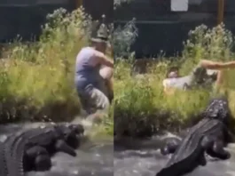 Animal Viral Video