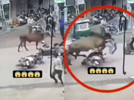 Animal Viral Video