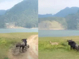 Animal Viral Video