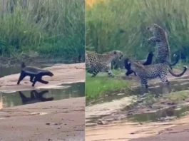 Animal Viral Video