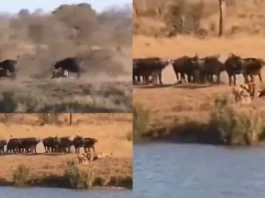 Animal Viral Video