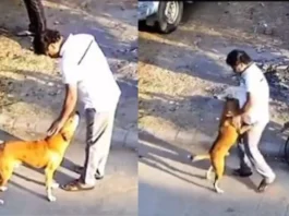 Animal Viral Video