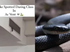Animal Viral Video