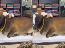 Animal Viral Video cow