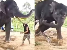 Animal Viral Video