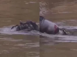 Animal Viral Video